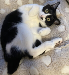 経理担当 ふくちゃん